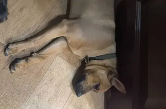 Найдена собака, Саратов, фото: Найден собака, улица Блинова Ф. А., Саратов - порода похожа на стафф терьера