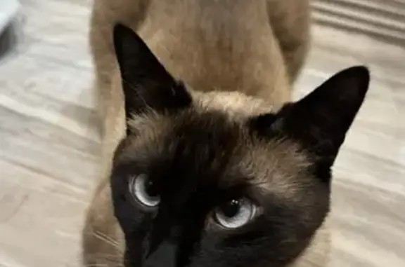 Пропал кот, Баррикадная улица, 8Г, Москва - сиамский, добрый и пугливый - photo