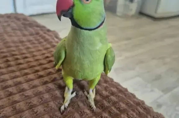 Потерянные животные Санкт-Петербург, фото: Пропал птица, Бронницкая улица, 37, Санкт-Петербург - ожереловый попугай Кузя