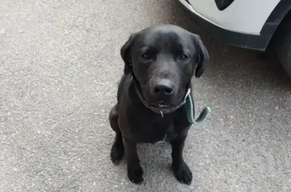 Найдена собака, Краснодар, фото: Найден собака, мужской, Алма-Атинская улица, Краснодар - чёрный, ласковый, в ошейнике