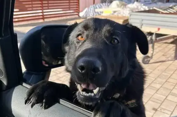 Найдена собака, Бутынь, фото: Найден собака, Минское шоссе, Бутынь - черный крупный кобель