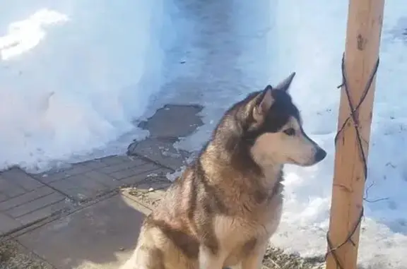 Найдена собака, Михайловское, фото: Найдена собака, 158, Михайловское - похожа на Хаски