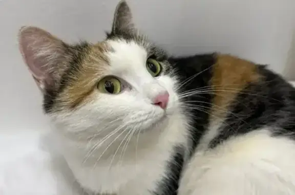 Найдена кошка, Серпухов, фото: Найдена кошка, улица Ворошилова, 136, Серпухов