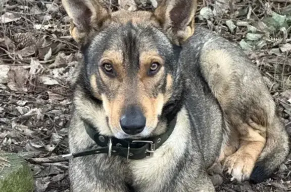 Пропала собака, Андреевка, Севастополь - пёс по кличке Рэм - photo