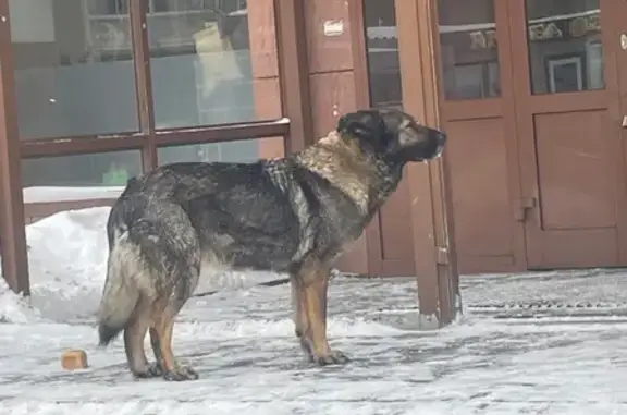 Найдена собака, Томск, фото: Найден собака, улица Герасименко, 1/13, Томск - чёрный рыжеватый окрас, проблемы с лапкой