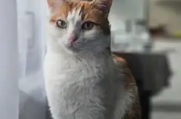 Пропал кот, улица Гарибальди, 8 к1, Москва - photo