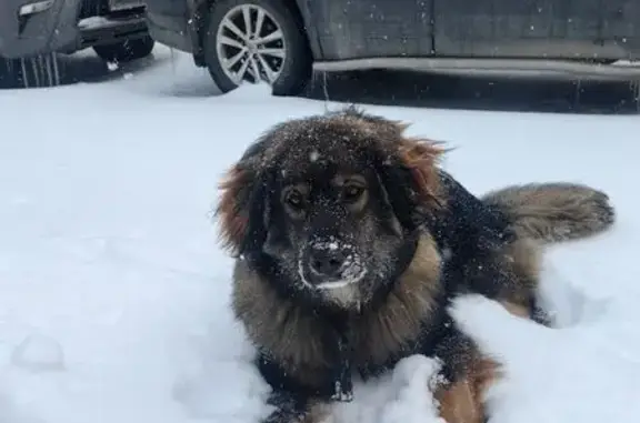Найдена собака, Томск, фото: Найдена собака, улица Смирнова, 9 с1, Томск