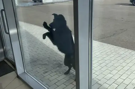 Найдена собака, Чита, фото: Найден собака, мужской, Ковыльная улица, 27А, Чита - черный красавчик, 2-3 года