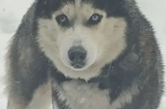 Пропала собака, Ачинская улица, 4, Томск - чёрно-белый окрас, голубые глаза - photo