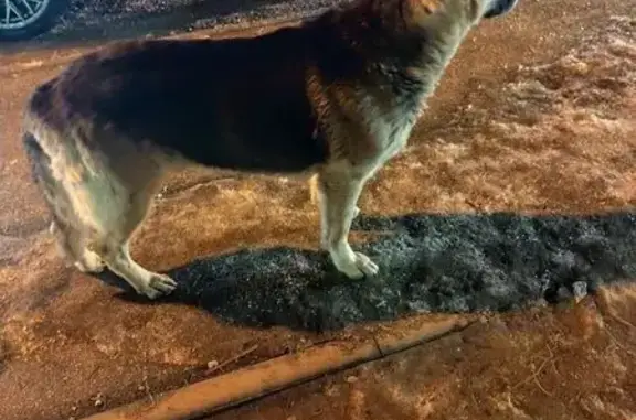 Найдена собака, Тула, фото: Найден собака, улица Токарева, 32/68, Тула - овчарка, кобель, возрастной