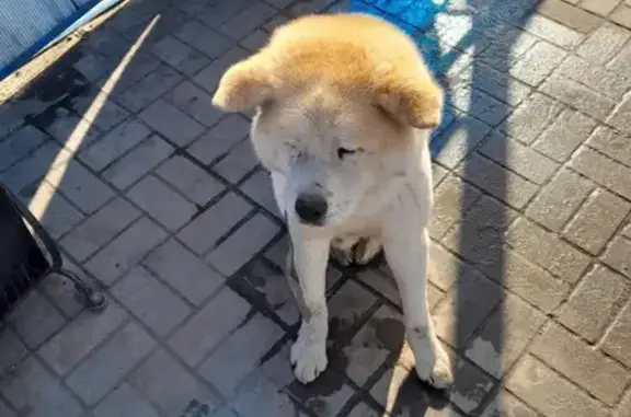 Найдена собака, Воронеж, фото: Найден собака (мужской), заправка на левом берегу, Воронеж - породы Акита-ину