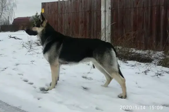 Пропала собака, улица Куренкова, Тула - восточно-европейская овчарка - photo