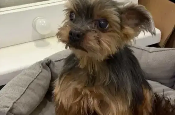 Найдена собака, Краснодар, фото: Найден собака, Восточно-Кругликовская улица, 42/3 к1, Краснодар - йорк мини, старичок