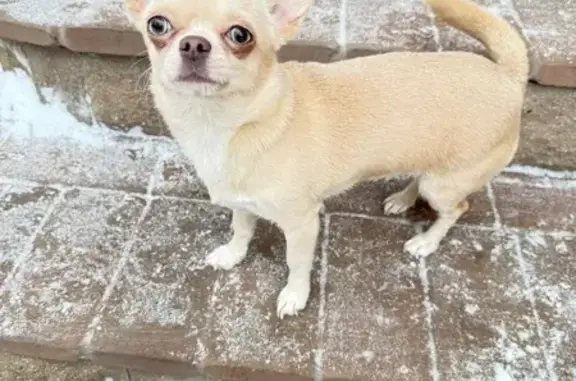 Собаки потеряшки, Батайск, фото: Потеряшка собака, улица Панфилова, городской округ Батайск