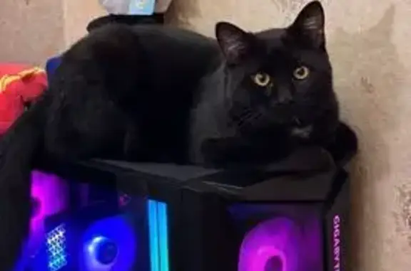 Пропал кот, Валдай, Новгородская область - черный с белыми пятнами на груди - photo