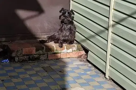 Пропала собака, Батуринская улица, 30, Ростов-на-Дону - порода цвергшнауцер - photo