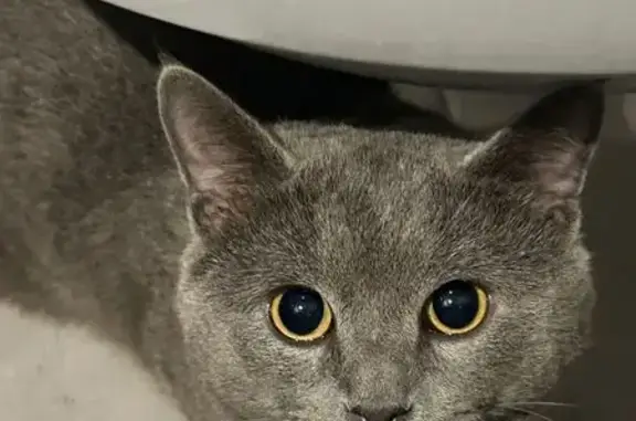 Найдена кошка, Тула, фото: Найден кот, Восточный обход, Тула - серый, похож на британца