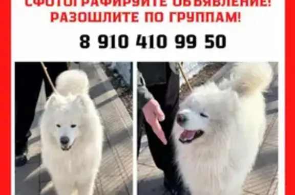 Объявления о пропавших и найденных животных, Дмитровский городской округ, фото: Найден собака, мужской, 46К-8250, Московская область, Дмитровский городской округ - белый с оранжевым поводком