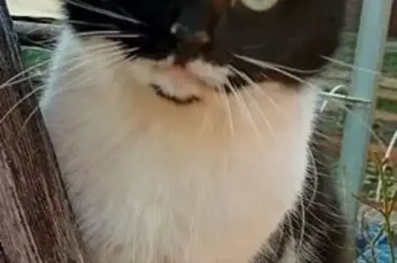 Пропала кошка, 1-й проезд Фрунзе, 44, Яблоновский - откликается на имя Пятнышко - photo