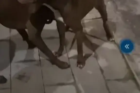 Пропал собака, Кузьминки, Москва - коричневый окрас с белым пятном - photo