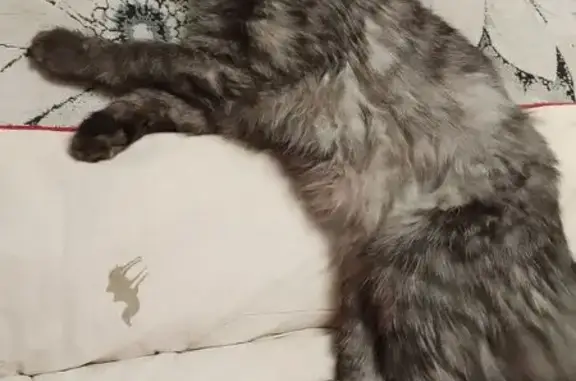 Пропал кот, Фестивальная улица, 4, Малоярославец - дымчатый, светло и темно серый - photo