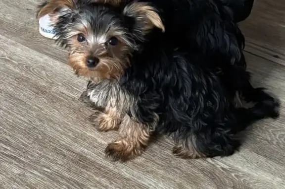 Пропал собака, улица Искры, Алешково - черненький с рыжей мордочкой - photo