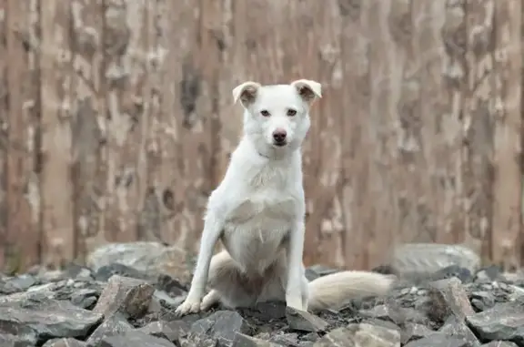 Пропала собака, женская, Береговая улица, Кемерово - белая в красном ошейнике - photo
