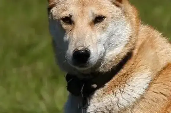 Пропала собака, Дорожная улица, 111, Казань - светлорысого окраса, порода лайка - photo