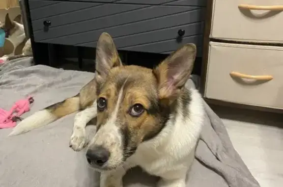 Пропала собака, женский пол, Тосненское городское поселение, Ленинградская область - убежала в лес - photo