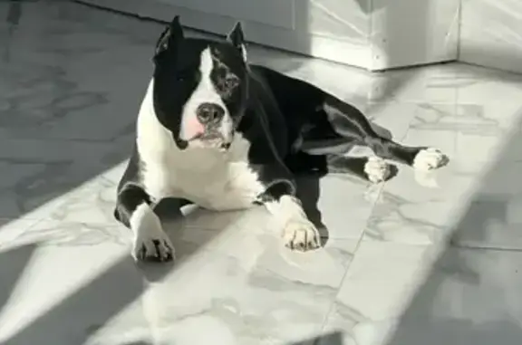 Пропал собака, черный с белым, Сафоновский район - photo