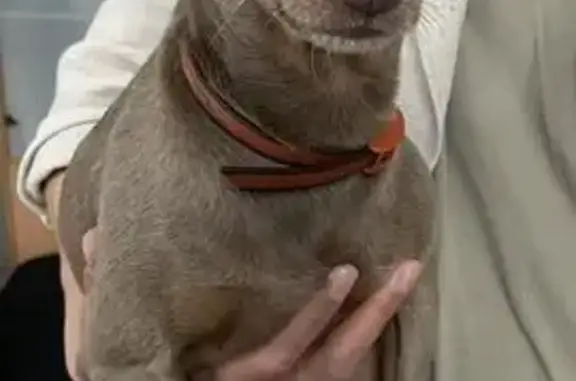 Найдена собака, Новосибирск, фото: Найдена собака, проспект Дзержинского, Новосибирск - женская, на животике есть клеймо