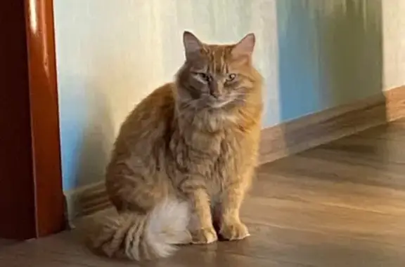 Кошки потеряшки, Нижний Новгород, фото: Потеряшка кот, Ремонтная улица, 32, Нижний Новгород - светлое пятно на шее