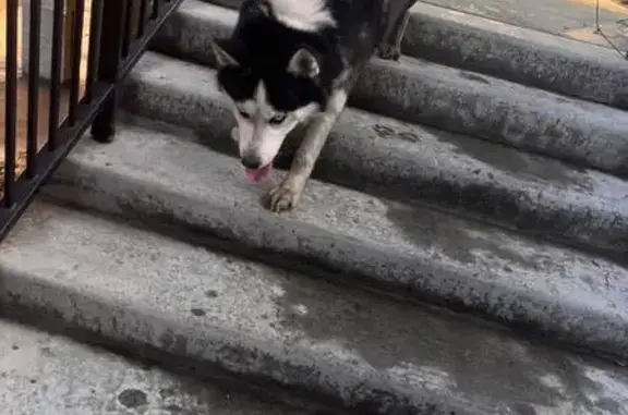 Найдена собака, Челябинск, фото: Найдена собака, Лесопарковая улица, 7, Челябинск - в ошейнике, ухоженная