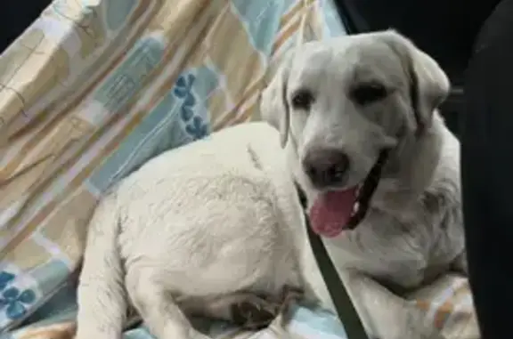 Потерянные животные Шелехов, фото: Пропала собака, 45, Шелехов - лабрадор по кличке Аврора