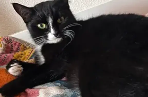 Пропала кошка, Тонкинская улица, 14, Нижний Новгород - черно-белый окрас - photo