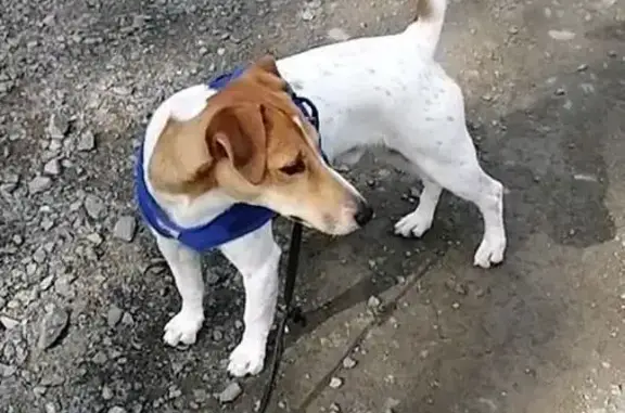 Пропал собака, Сортавальская улица, Петрозаводск - бело-рыжий окрас с пятном в виде сердца - photo