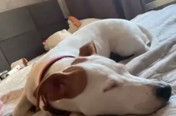 Пропала собака, проспект Стачки, 207/14, Ростов-на-Дону - белая с рыжим ушком и пятнышком - photo