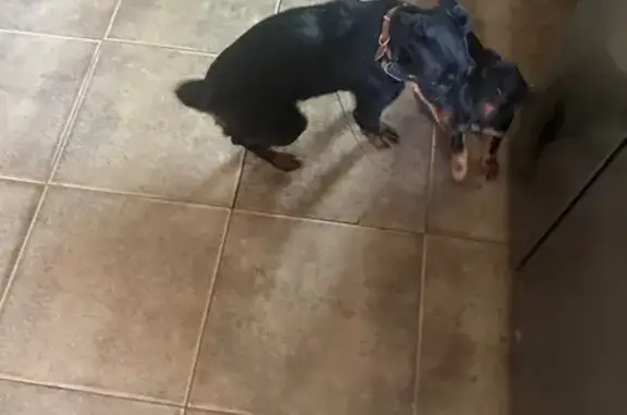 Пропал собака, мужской, городское поселение Краснослободск, Волгоградская область - ориентирована на человека, охотник - photo