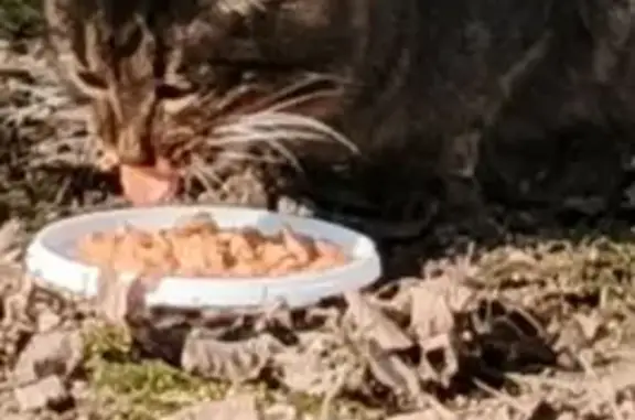 Найдена кошка, Балашиха, фото: Найдена кошка, улица Юлиуса Фучика, 2/3, Балашиха - пугливый котик