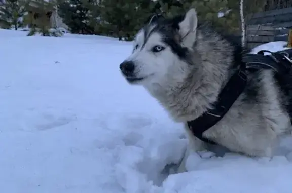 Пропал собака, мужской, Озёрная улица, Минино - Хаски с разными глазами - photo