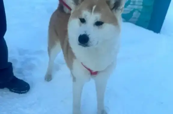 Найдена собака, Якутск, фото: Найден собака, улица Орджоникидзе, 22, Якутск - красный поводок