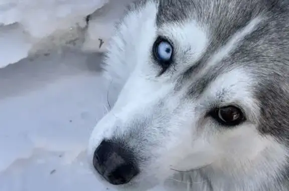 Пропала собака, Йошкар-Ола, Марий Эл - кожаный коричневый ошейник - photo