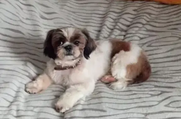 Пропала собака, улица Горького, 4, Егорьевск - photo