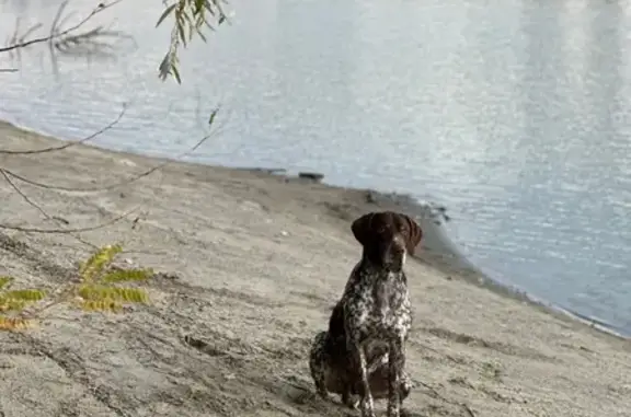 Пропала собака, Степная улица, 259, Елизаветинская - порода курцхаар - photo