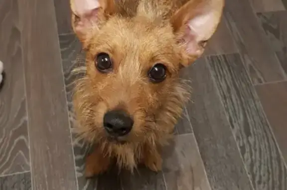 Пропал собака, улица Пархоменко, 2, Волжский - рыжий, лохматенький - photo