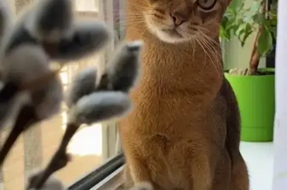 Пропал кот, улица Орджоникидзе, 34, Сочи - коричневый, откликается на Потик/Поттер - photo