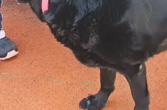 Собаки потеряшки, Москва, фото: Потеряшка собака, Тенистый проезд, Москва - лабрадор ретривер с розовым ошейником