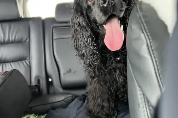 Пропал собака, городской округ Сургут, Сургут - черный спаниель, дружелюбный - photo