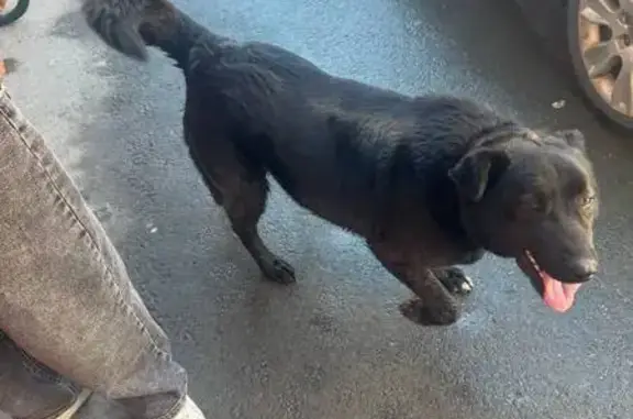 Найдена собака, Челябинск, фото: Найден собака, улица 40-летия Победы, 1, Челябинск - черный, след от ошейника