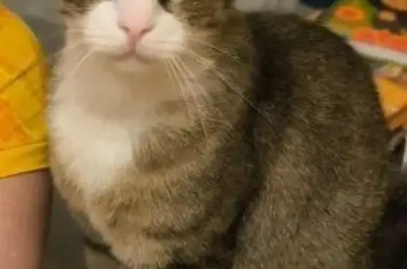 Пропал кот, проспект Луначарского, 19 к1, Санкт-Петербург - левый глаз с бельмом - photo